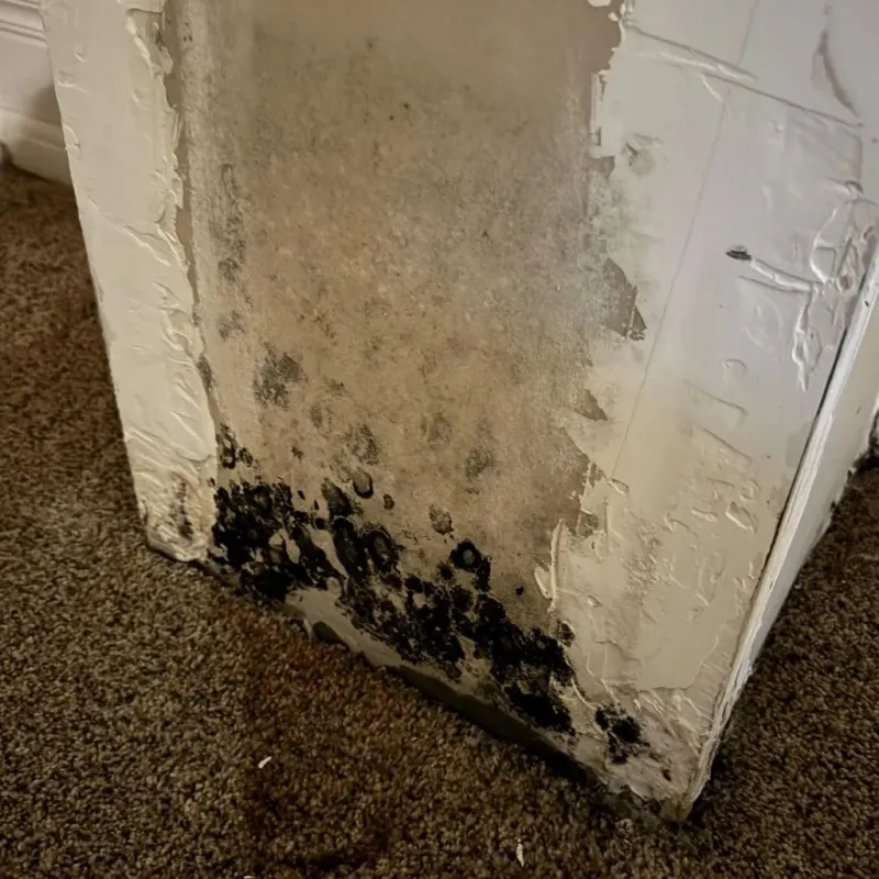 Professional Mold Removal in Lackland Air Force Base, TX